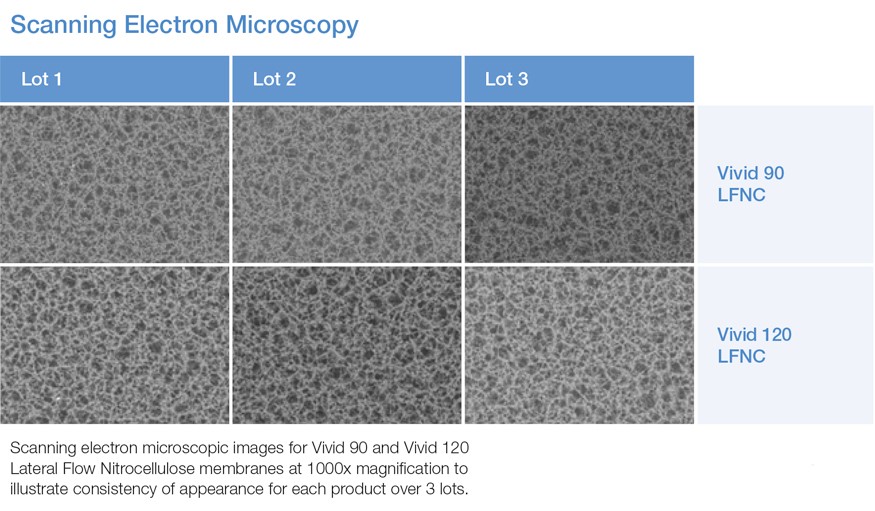 scanning electron microscopy vivid nitrocellulose membrane